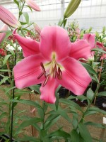 [4162 Resolute Mak No02.JPG]